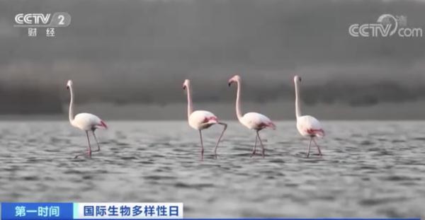 我国野生大熊猫有多少只？你猜猜再看答案……