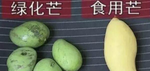 广东街头这种常见的果子,千万别吃! 广东街头这种常见的果子,千万别吃!