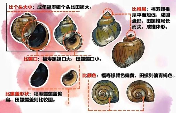 就是它！千万别吃！体内有3000余条寄生虫，严重可致死！