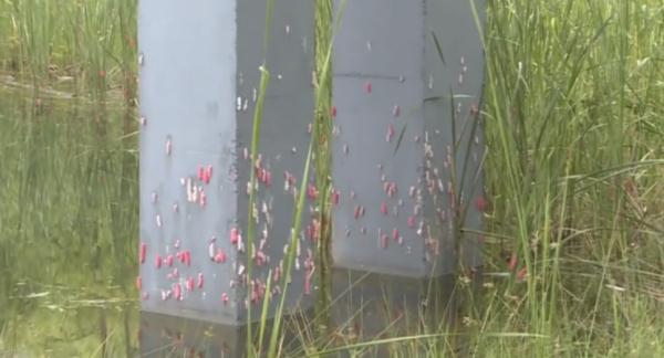 就是它！千万别吃！体内有3000余条寄生虫，严重可致死！