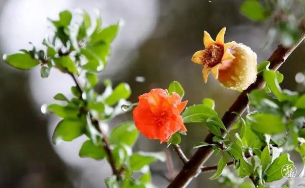 云南已进入雨季!专家回应:今年为何雨水多、气温低? 云南已进入雨季!专家回应:今年为何雨水多、气温低?