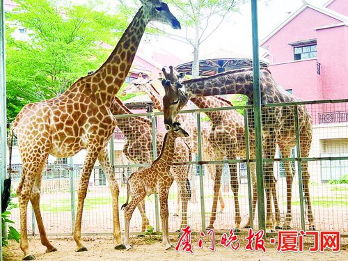长颈鹿小公主“小满” 刚出生身高186厘米