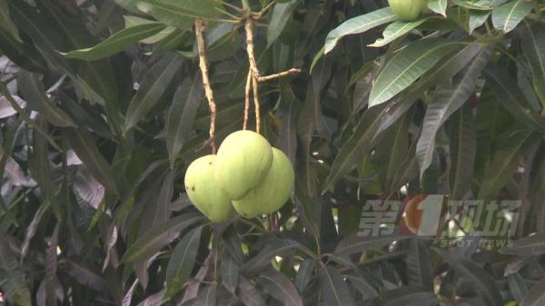 深圳街头很常见!千万别吃,有毒! 深圳街头很常见!千万别吃,有毒!