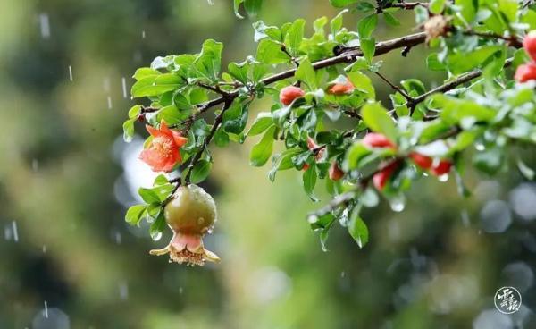 云南已进入雨季!专家回应:今年为何雨水多、气温低? 云南已进入雨季!专家回应:今年为何雨水多、气温低?