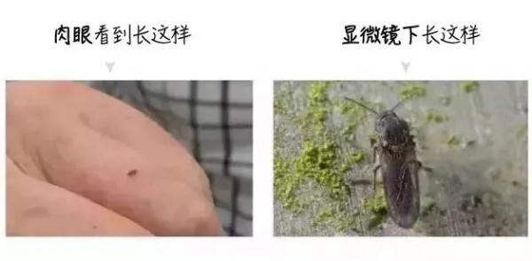 警惕！有人被咬后进急诊！深圳疾控提醒