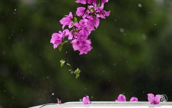 云南已进入雨季!专家回应:今年为何雨水多、气温低? 云南已进入雨季!专家回应:今年为何雨水多、气温低?