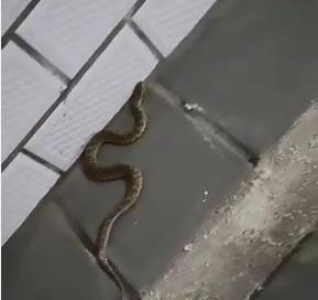 吓人!浙江男子上班途中遭遇剧毒蛇,这个经验救了他 吓人!浙江男子上班途中遭遇剧毒蛇,这个经验救了他