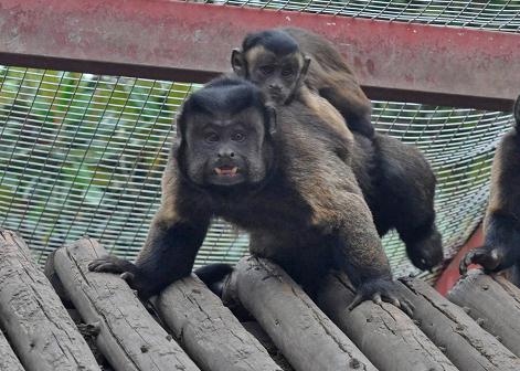 围观!围观!南昌的“国字脸”猴,火了! 围观!围观!南昌的“国字脸”猴,火了!