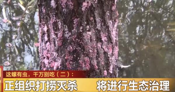 就是它！千万别吃！体内有3000余条寄生虫，严重可致死！