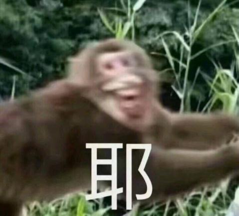 围观!围观!南昌的“国字脸”猴,火了! 围观!围观!南昌的“国字脸”猴,火了!