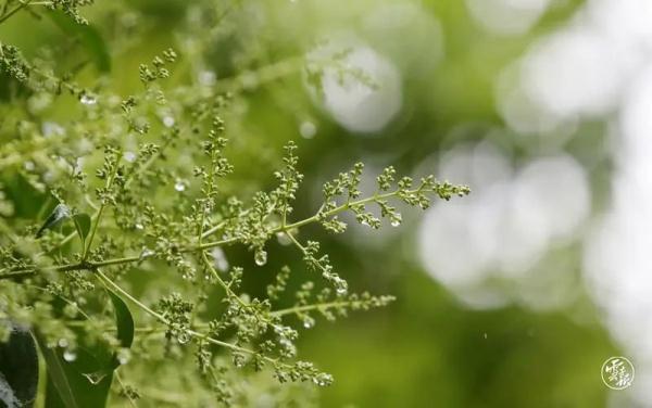 云南已进入雨季!专家回应:今年为何雨水多、气温低? 云南已进入雨季!专家回应:今年为何雨水多、气温低?