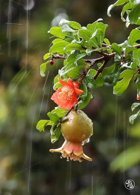 云南已进入雨季!专家回应:今年为何雨水多、气温低? 云南已进入雨季!专家回应:今年为何雨水多、气温低?
