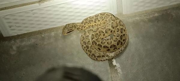 吓人!浙江男子上班途中遭遇剧毒蛇,这个经验救了他 吓人!浙江男子上班途中遭遇剧毒蛇,这个经验救了他