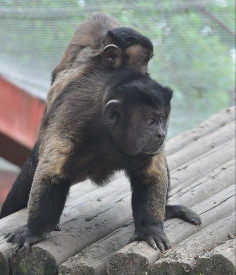 围观!围观!南昌的“国字脸”猴,火了! 围观!围观!南昌的“国字脸”猴,火了!