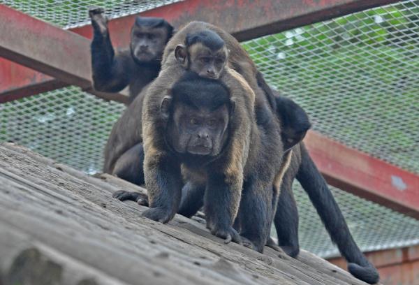 围观!围观!南昌的“国字脸”猴,火了! 围观!围观!南昌的“国字脸”猴,火了!