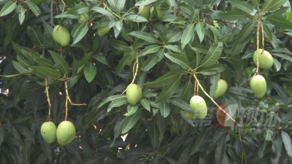 深圳街头很常见!千万别吃,有毒! 深圳街头很常见!千万别吃,有毒!