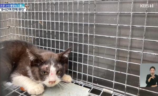 驻韩美军枪杀十多只流浪猫：称“安乐死太贵” 韩国舆论谴责