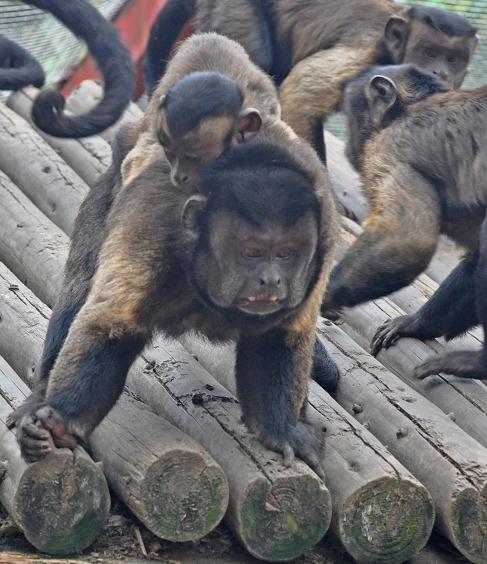 围观!围观!南昌的“国字脸”猴,火了! 围观!围观!南昌的“国字脸”猴,火了!