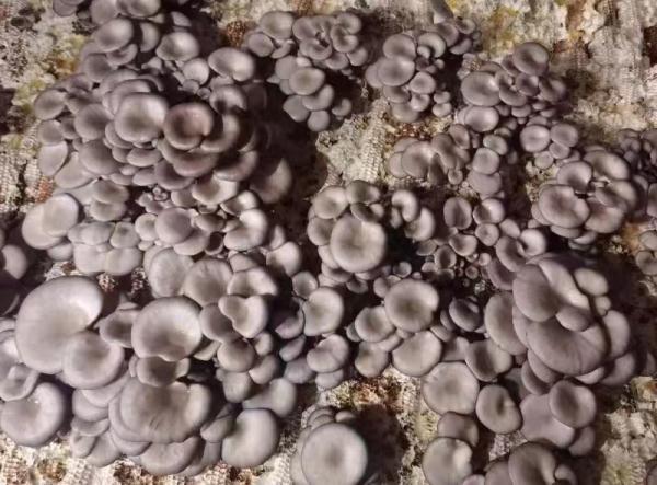 90后姑娘扎根大山传播农技知识