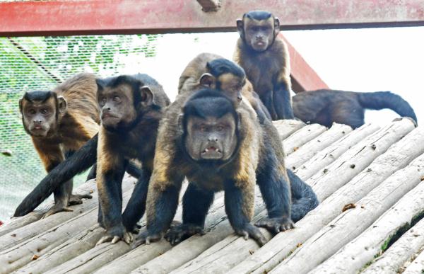 围观!围观!南昌的“国字脸”猴,火了! 围观!围观!南昌的“国字脸”猴,火了!
