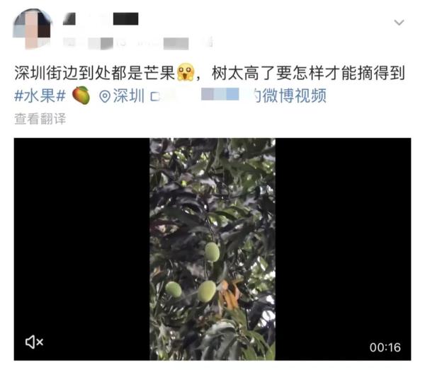 深圳街头很常见!千万别吃,有毒! 深圳街头很常见!千万别吃,有毒!