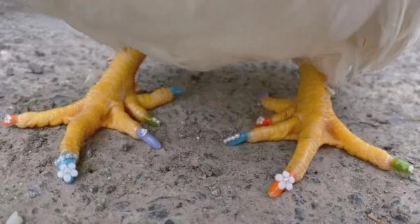 1天花2000元抢救病危公鸡！主人：它能听懂话