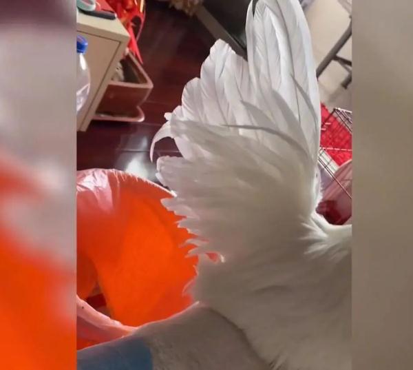 1天花2000元抢救病危公鸡！主人：它能听懂话