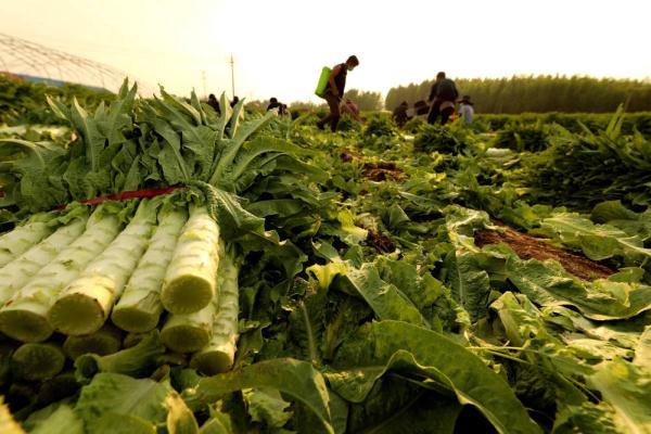 河北香河：莴笋采收忙