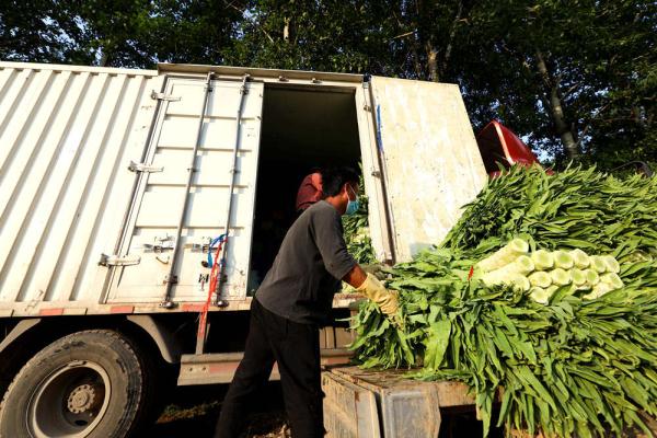 河北香河：莴笋采收忙