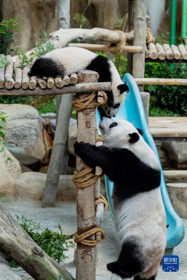 中国旅马大熊猫“靓靓”的第三只宝宝取名“升谊”