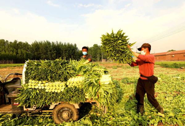 河北香河：莴笋采收忙