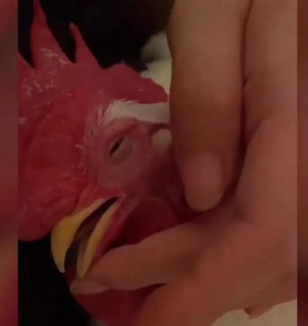 1天花2000元抢救病危公鸡！主人：它能听懂话