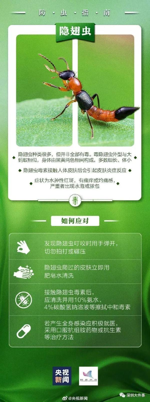 公园、河边常见！夏天当心这种虫，有人被咬后进急诊