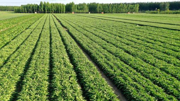 河北香河：莴笋采收忙