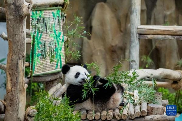 中国旅马大熊猫“靓靓”的第三只宝宝取名“升谊”