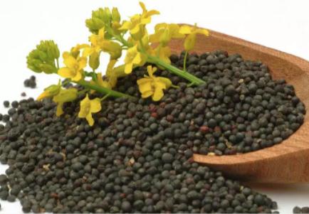 剧毒农药掺入油菜籽?最新消息!涉事油菜籽已全部找回 剧毒农药掺入油菜籽?最新消息!涉事油菜籽已全部找回