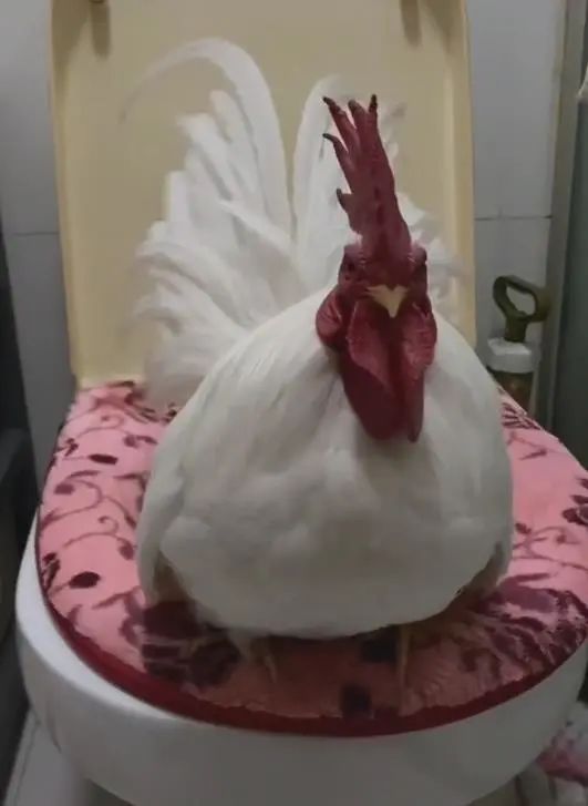 1天花2000元抢救病危公鸡！主人：它能听懂话