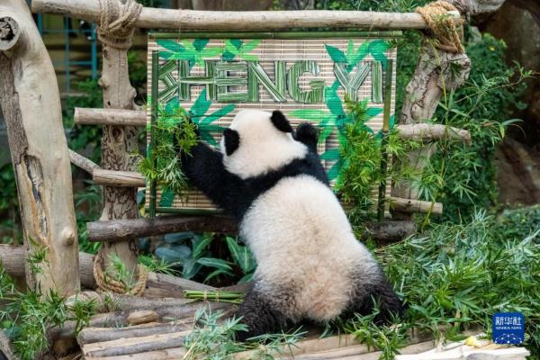 中国旅马大熊猫“靓靓”的第三只宝宝取名“升谊”
