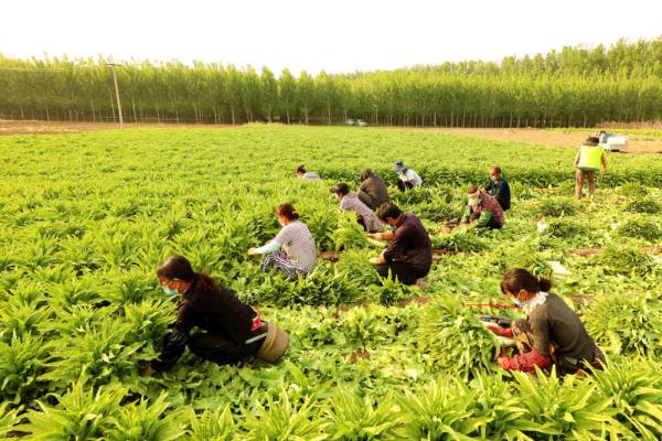 河北香河：莴笋采收忙