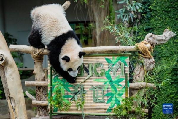 中国旅马大熊猫“靓靓”的第三只宝宝取名“升谊”