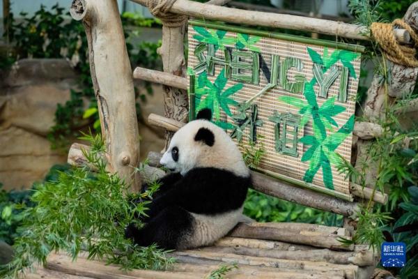 中国旅马大熊猫“靓靓”的第三只宝宝取名“升谊”