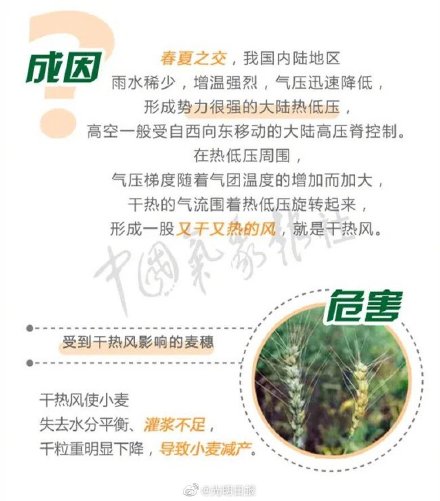 如何避免干热风对粮食产生威胁 如何避免干热风对粮食产生威胁