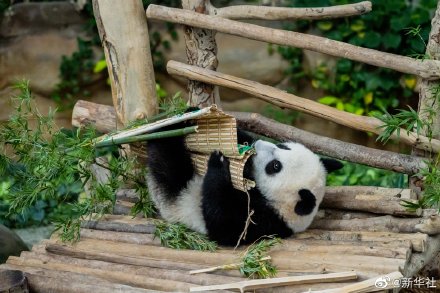 旅马大熊猫靓靓的三宝叫升谊