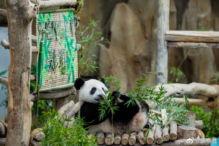 旅马大熊猫靓靓的三宝叫升谊
