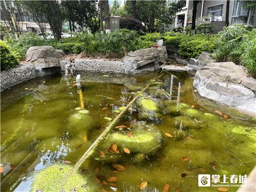 蛙声连晓闹，居民不堪扰！专家：生态好才听得到