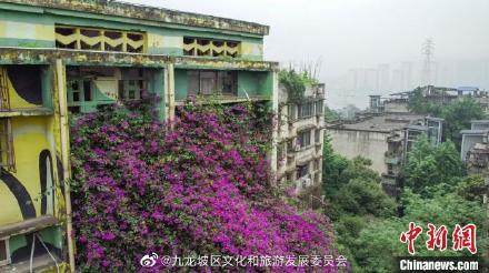 壮观！重庆一居民楼现近30米三角梅“花瀑”