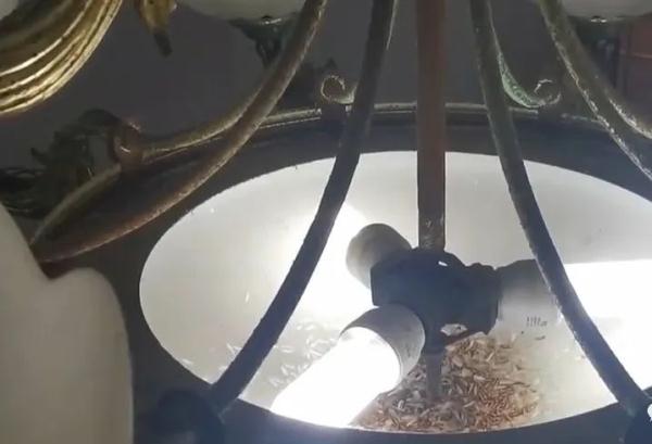 夸张!顺德一住宅遭80万白蚁入侵,民房被“啃空” 夸张!顺德一住宅遭80万白蚁入侵,民房被“啃空”