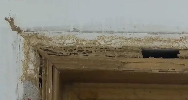 夸张!顺德一住宅遭80万白蚁入侵,民房被“啃空” 夸张!顺德一住宅遭80万白蚁入侵,民房被“啃空”