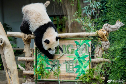 旅马大熊猫靓靓的三宝叫升谊