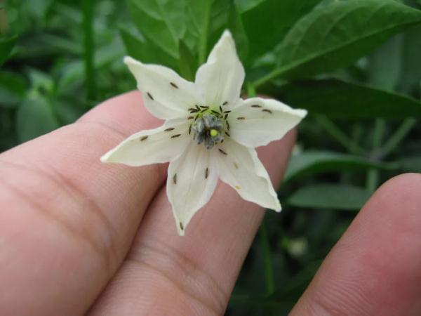 紧急提醒!最近少穿黄色、绿色衣服出门 紧急提醒!最近少穿黄色、绿色衣服出门